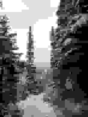 A snowy trail in a forest goes around a bend, with clouds in the distance