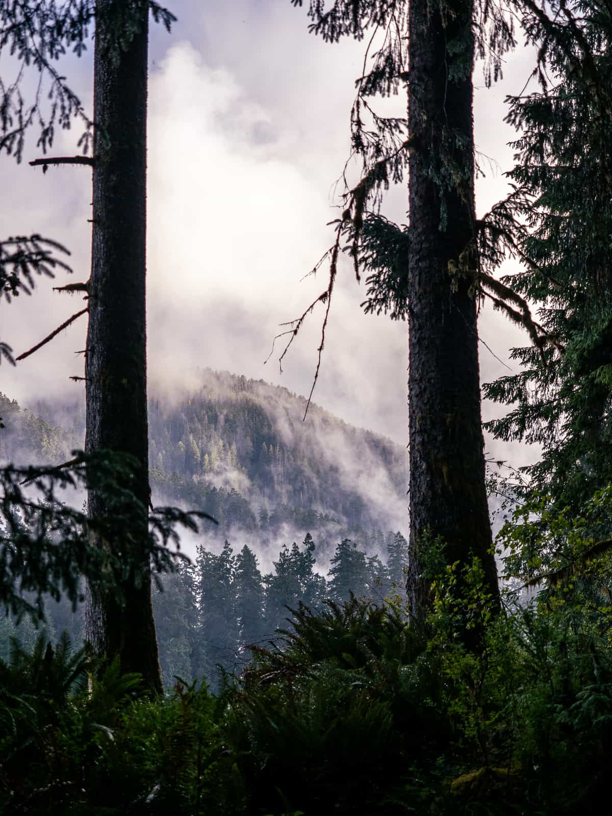 Mountain ridge viewed through between two trees