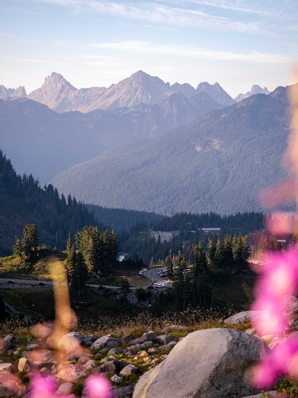 Flowers shroud the view of a road with mountain ridges in the distance.