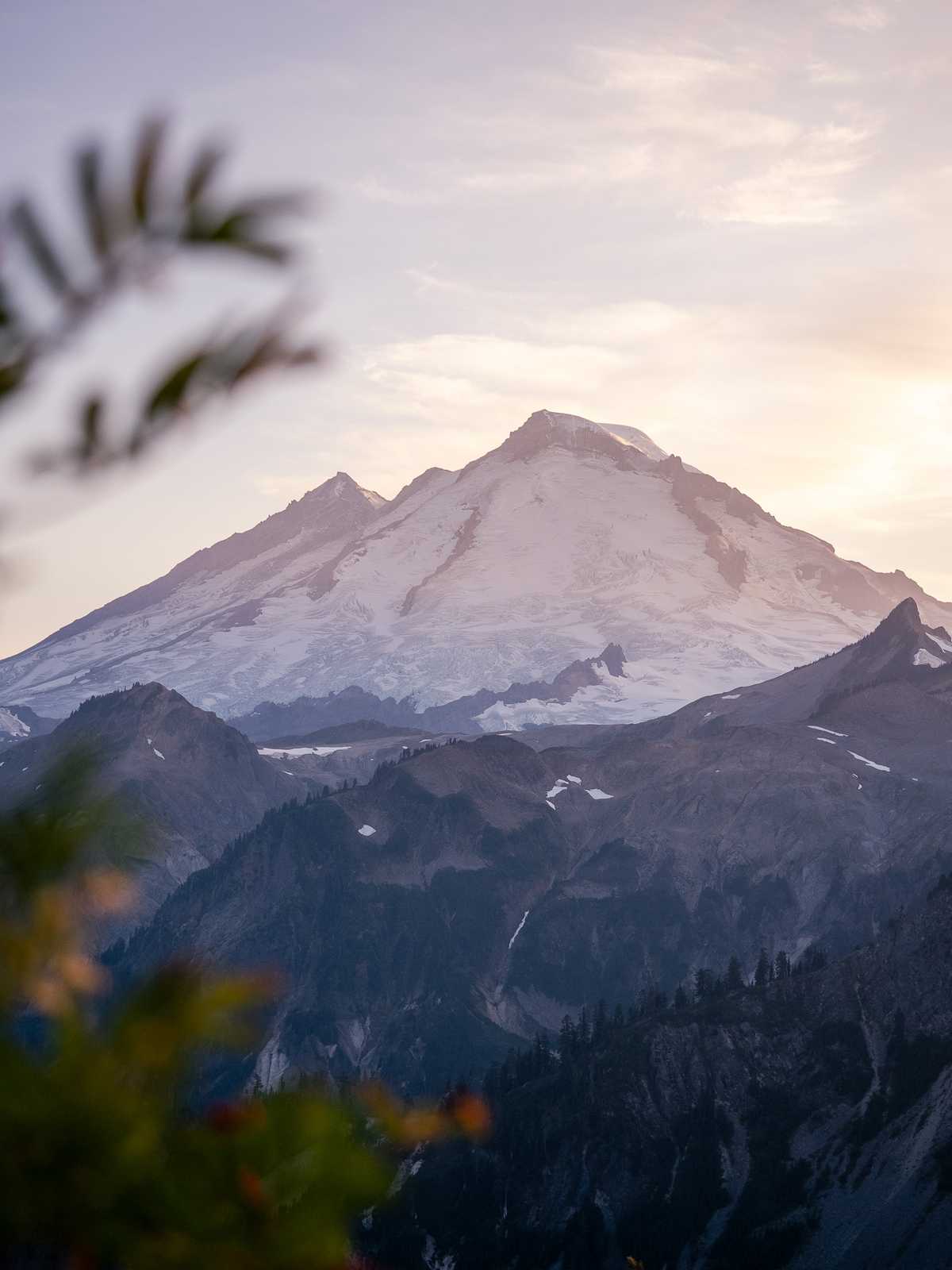 The peak of mount baker, with a burry plant branch in the foreground.