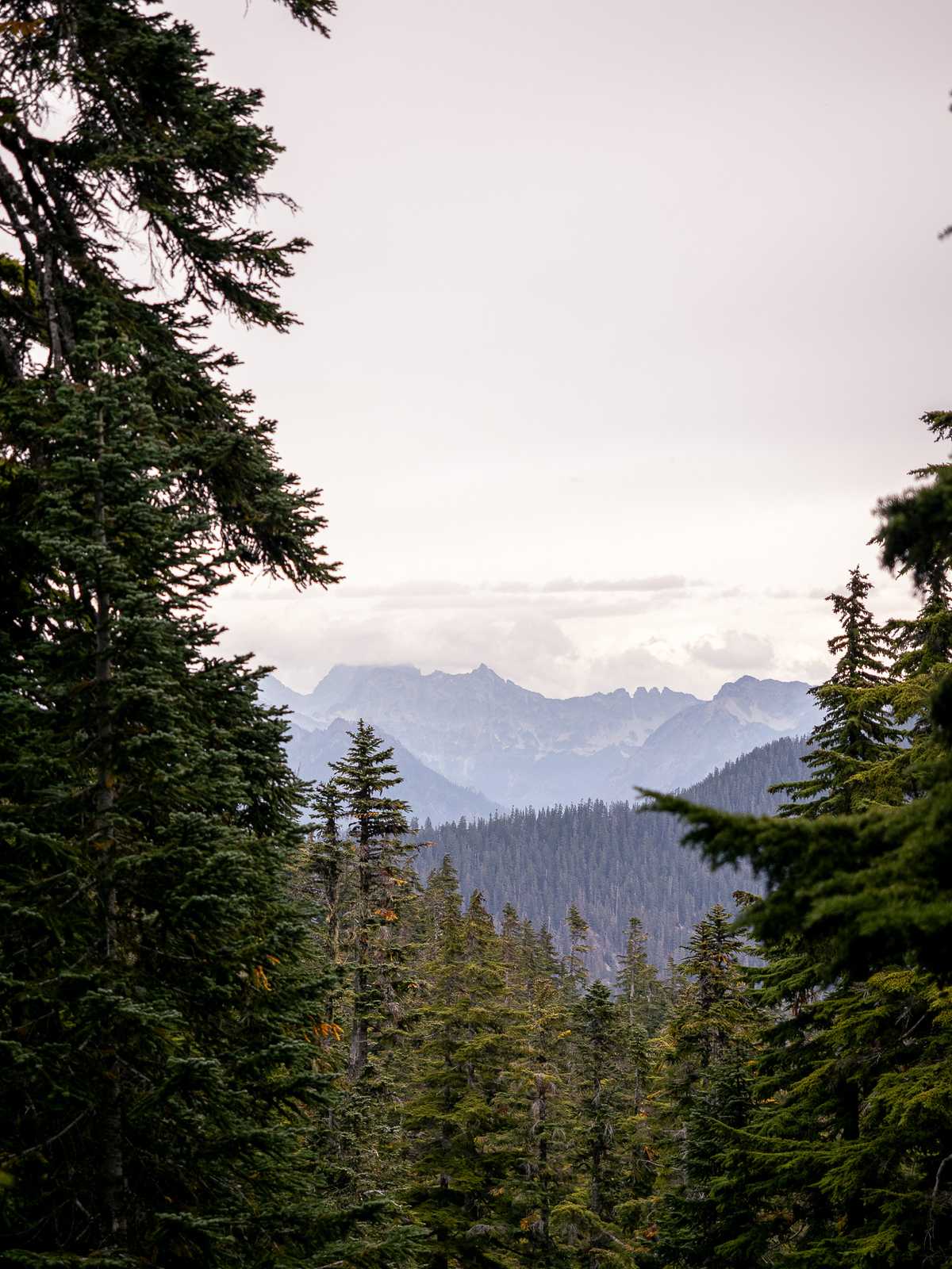 Cut off by clouds, mountain ridges are surrounded by trees in the distance