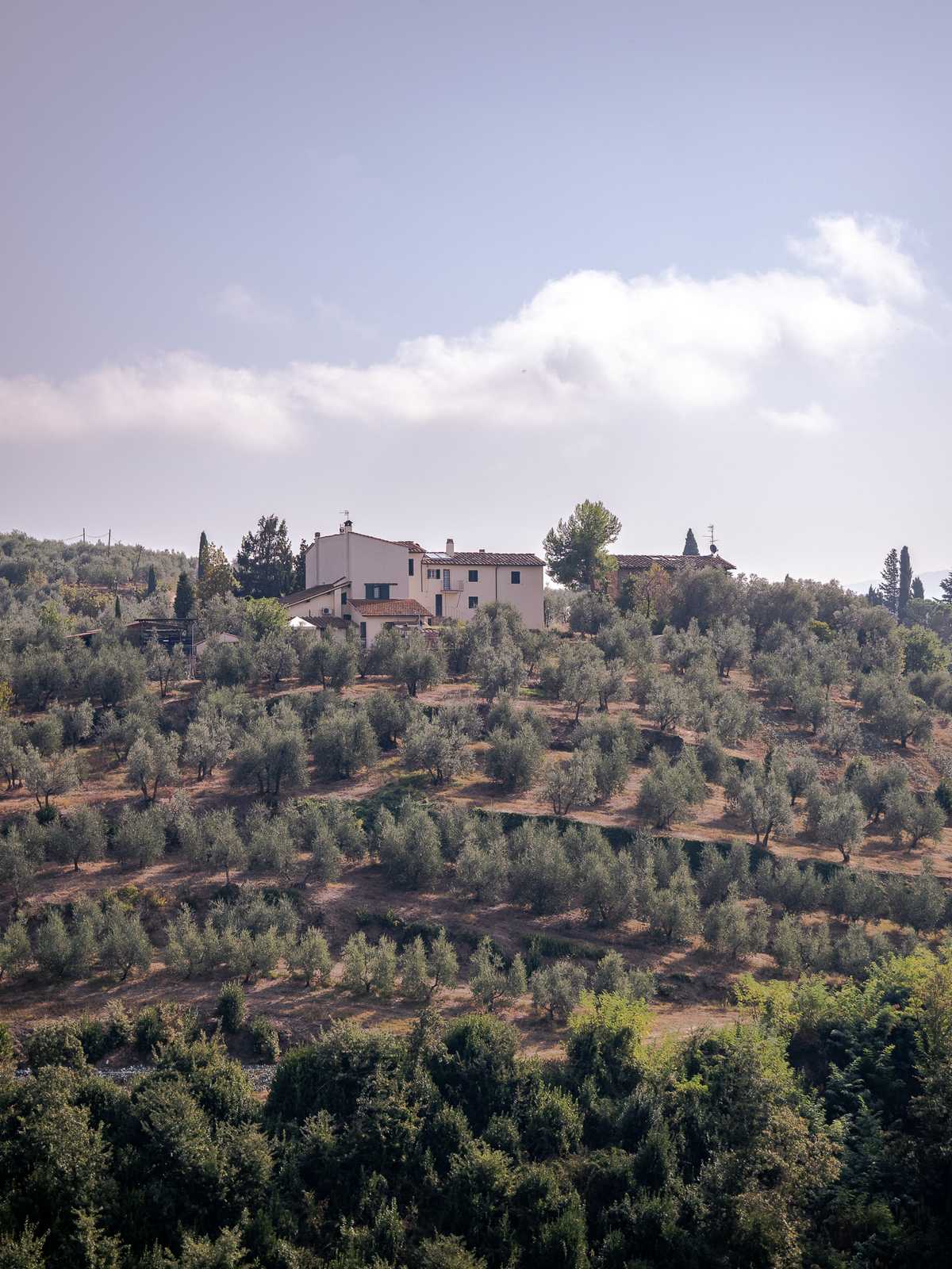 Rows of olive trees on an Italian farm's hillside