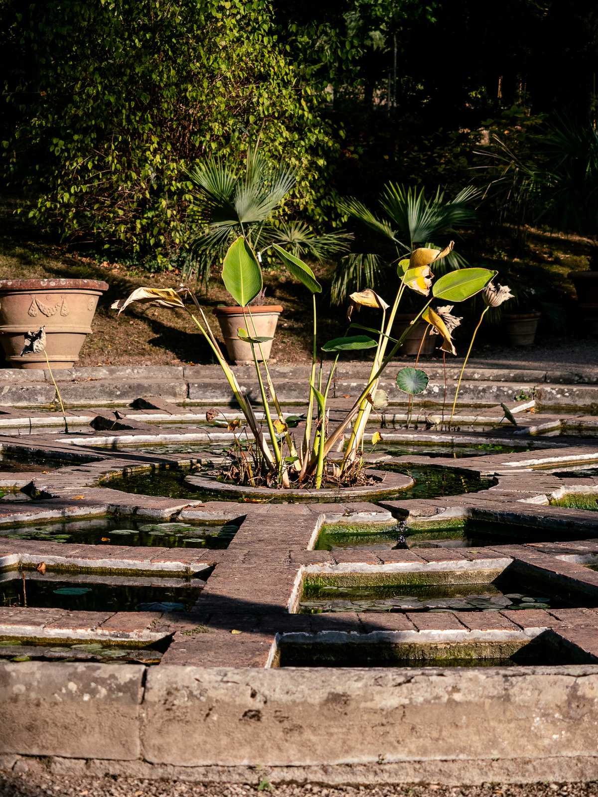 A fountain in the style of a maze, with water plants in the middle