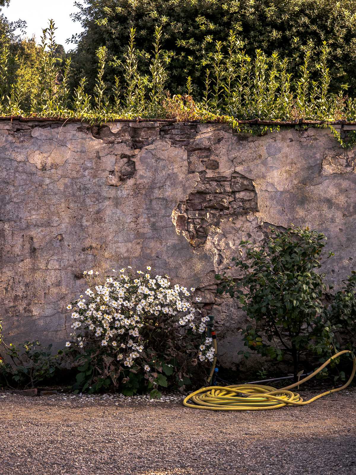 A still image of a flowering bush and yellow garden hose in front of a garden wall basked in sunlight shadows