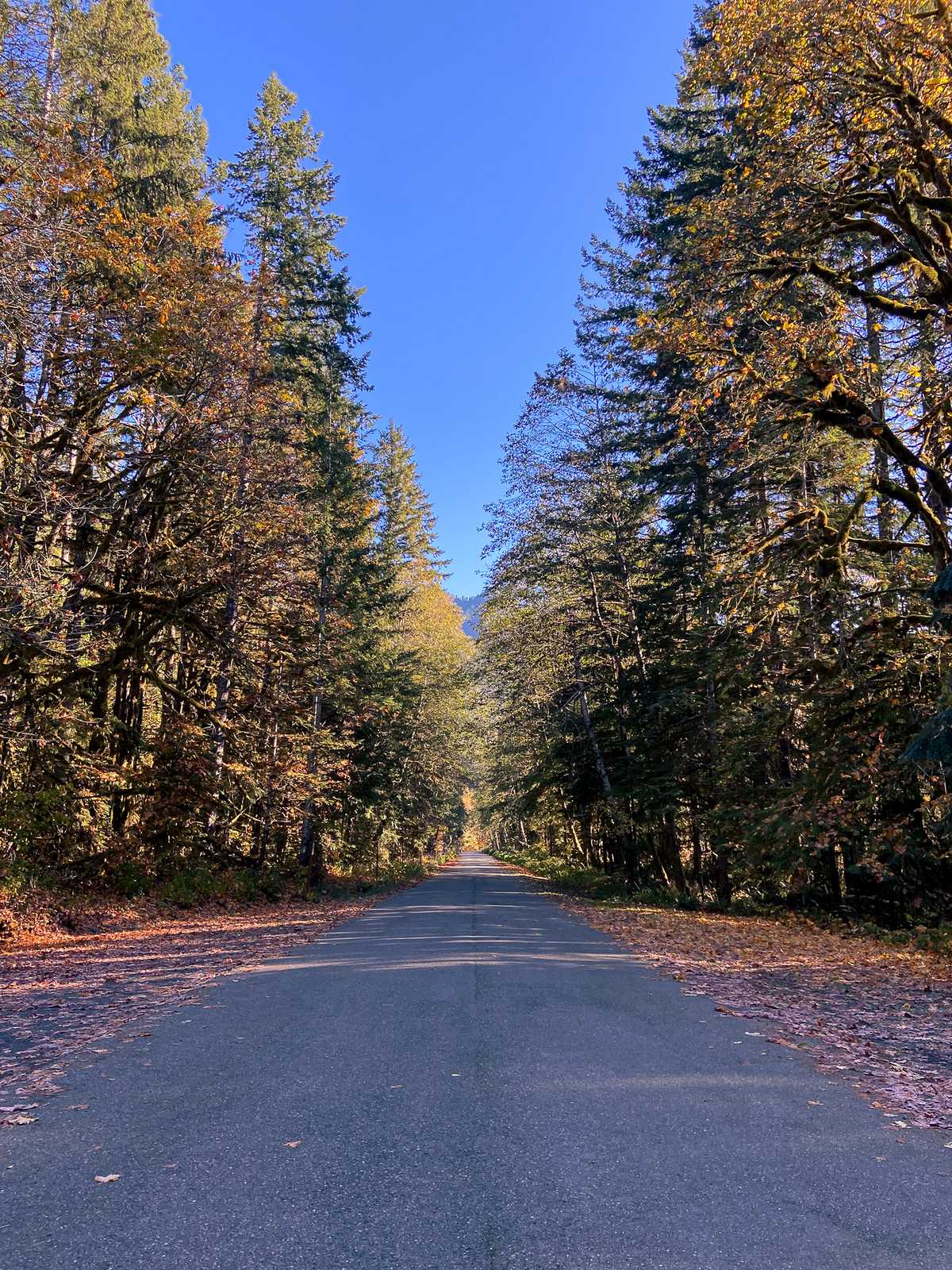 Fall leaves line of forest Road surrounded by pine trees and fall  colors