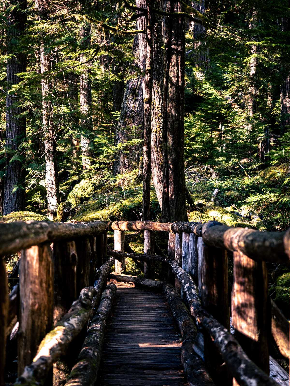 A wood log footbridge goes through mossy green forest speckled with sunlight