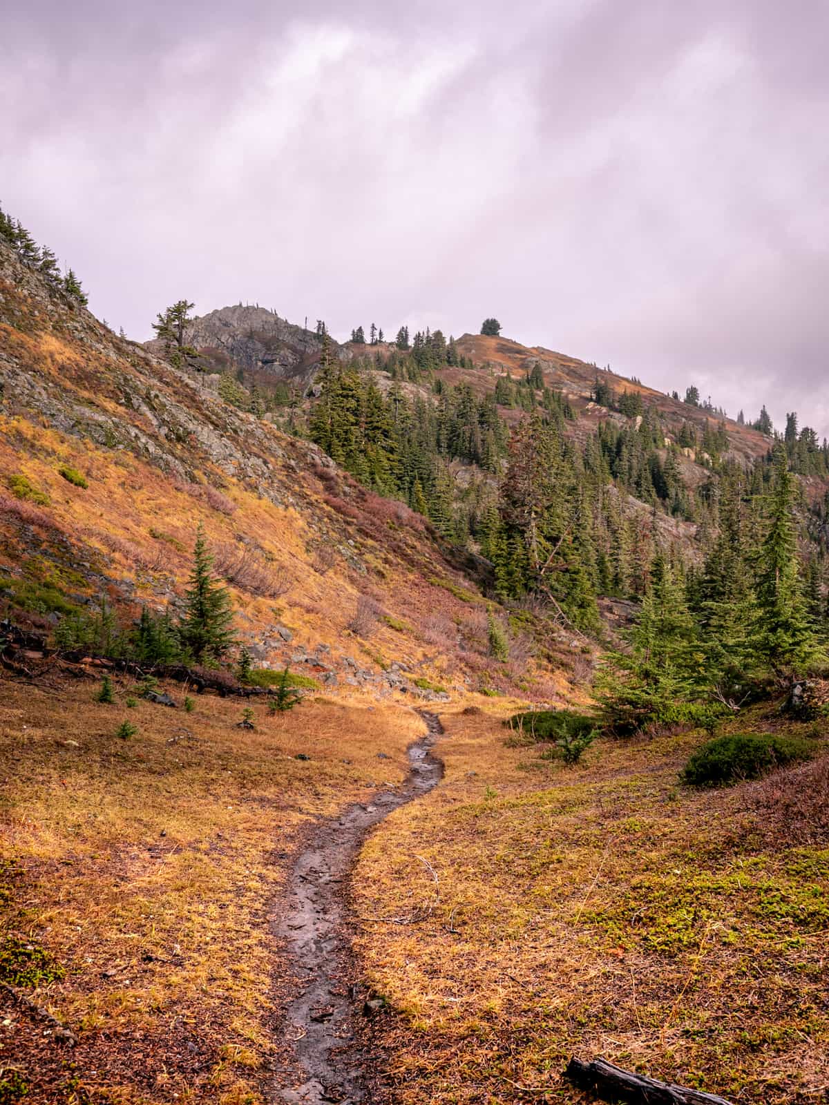 Trail goes off into a golden Meadow along side of mountain with sparse pine trees in the distance