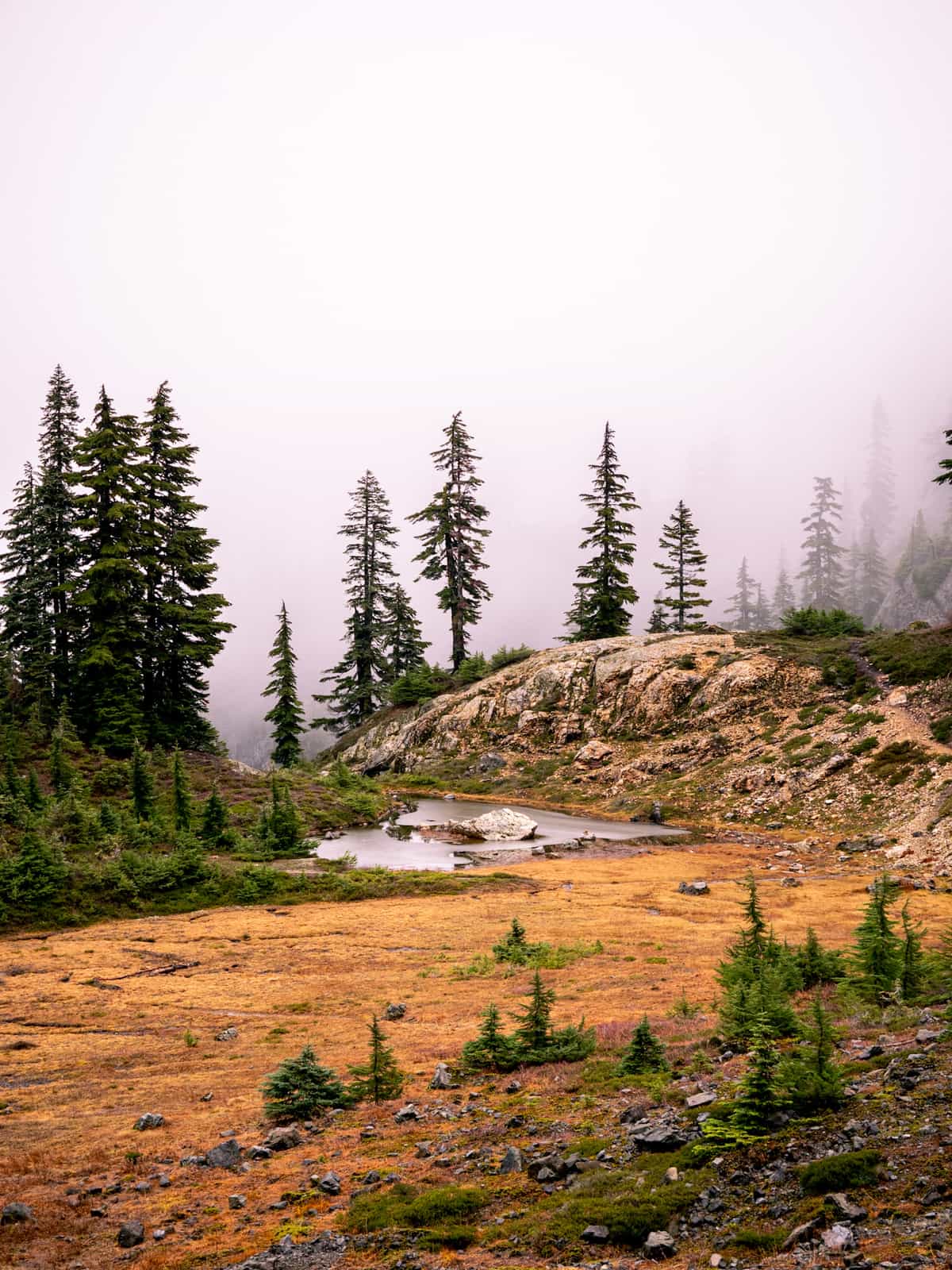 Pine trees warm up into the clouds with a golden meadow and pond in the foreground