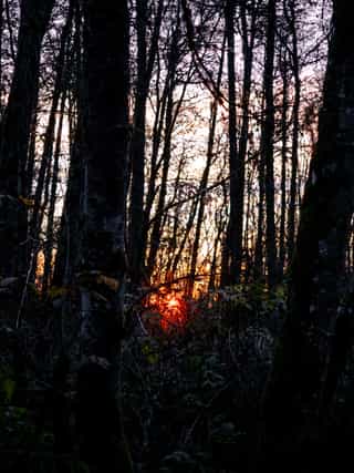 A red sunset, sun pierces through a dark forest