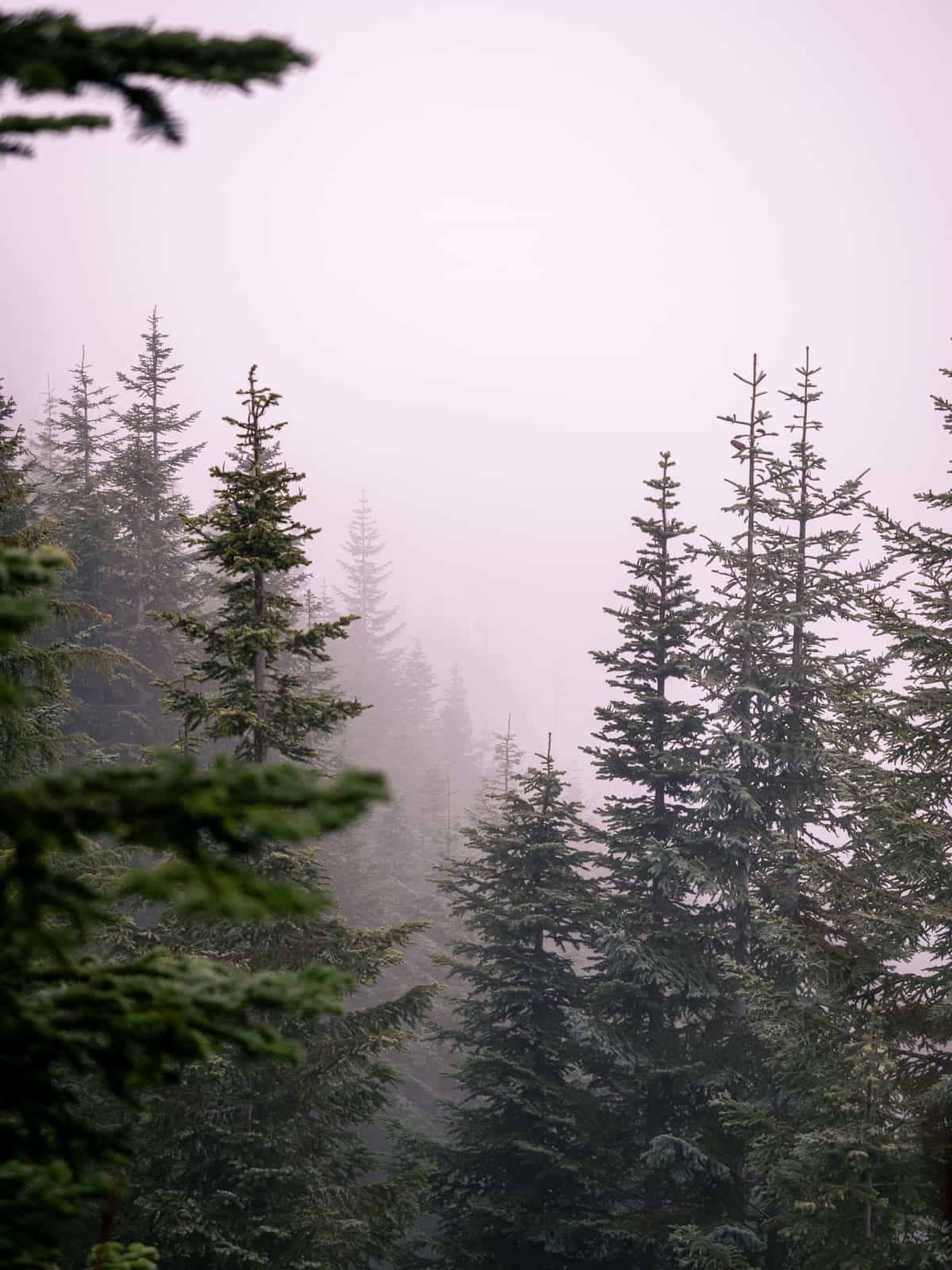 Pine trees fade off into fog