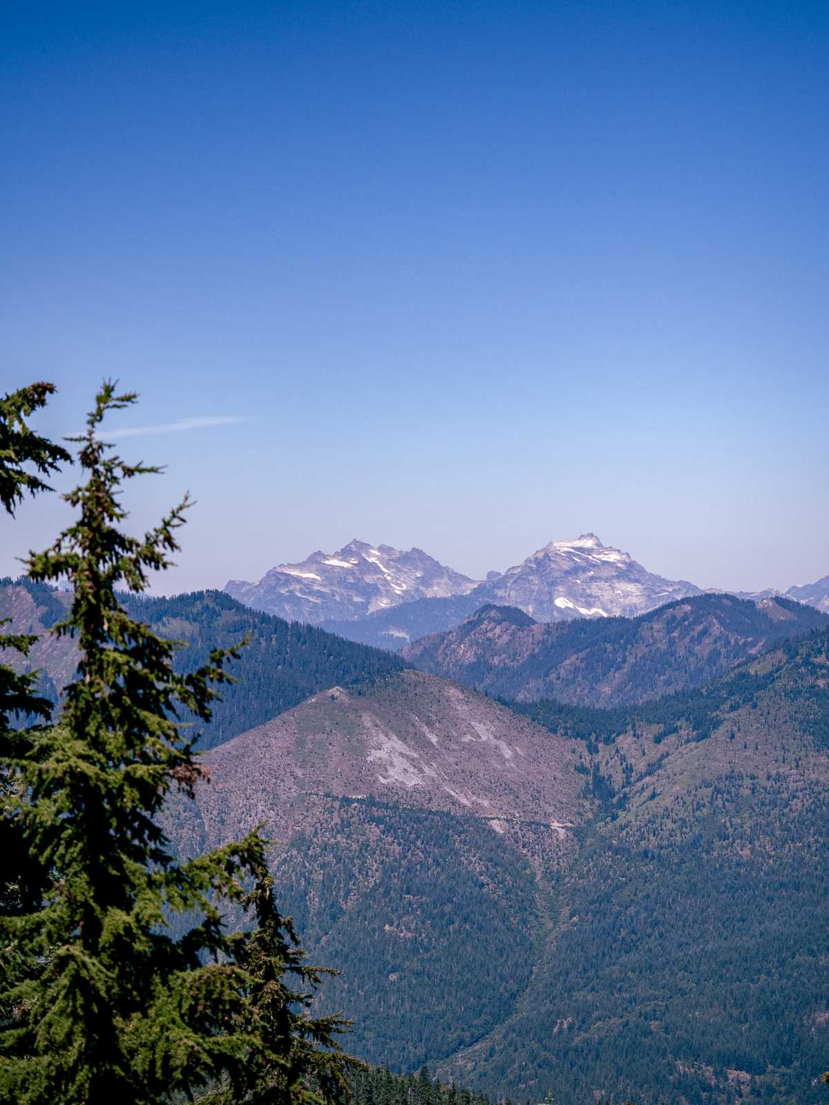 Mountain peaks in the distance with a couple blurry pine trees in the foreground