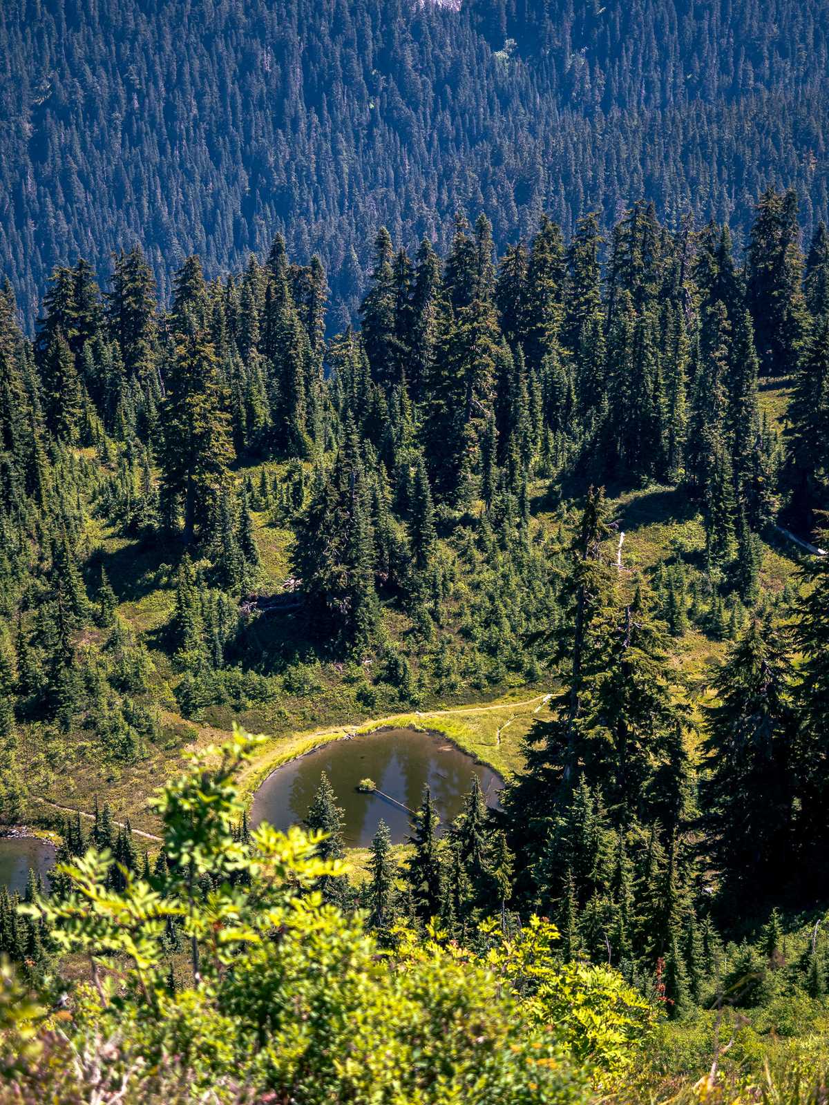 Looking down at a pine tree forest and a bright green pond 