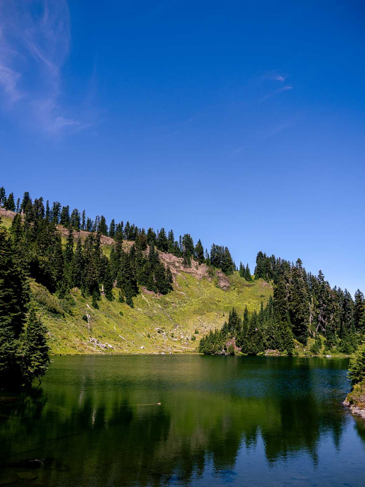 A pine-tree covered ridge from across a small body of water