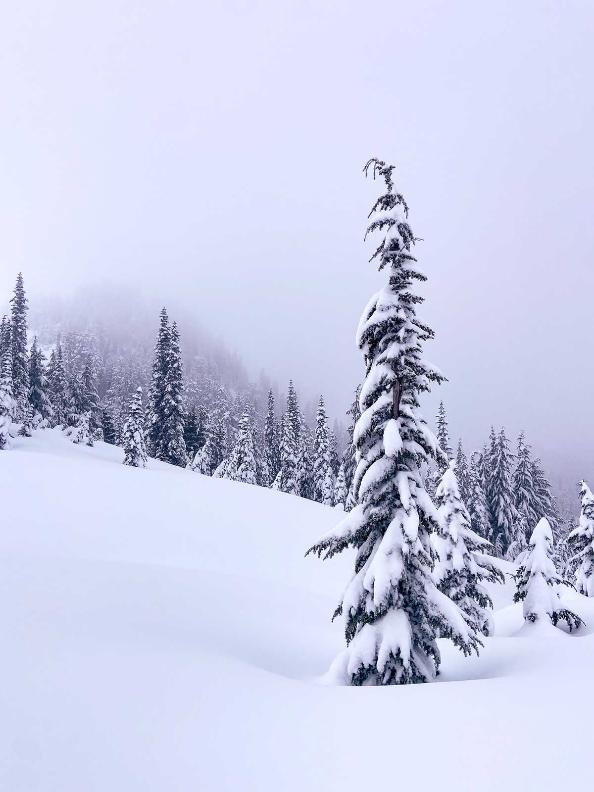 A snow covered tree in the foreground is surrounded by untouched snow