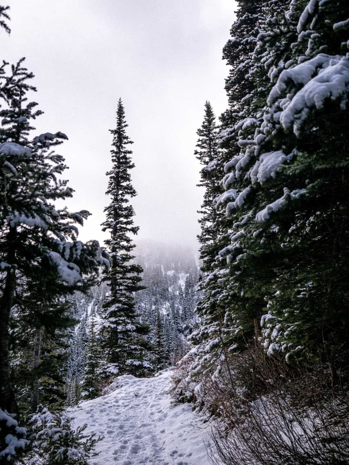 A snowy trail in a forest goes around a bend, with clouds in the distance