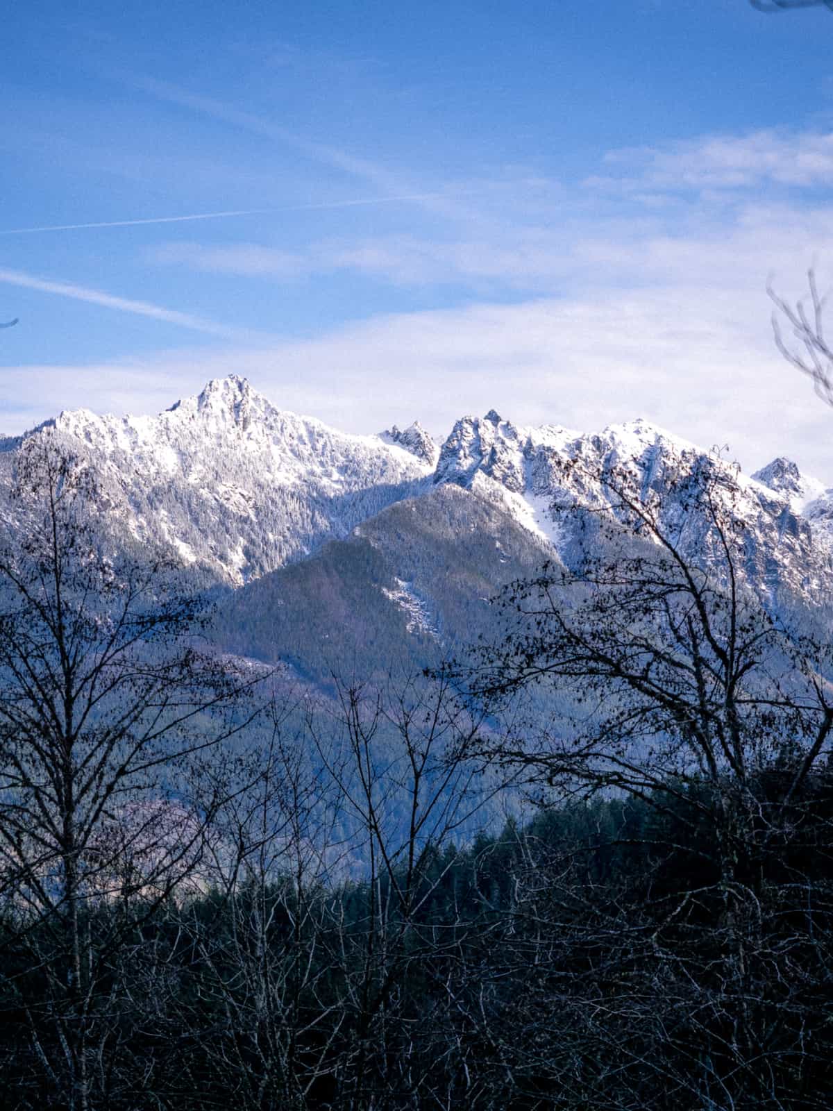 Snowy distant mountains with dead trees in the foreground