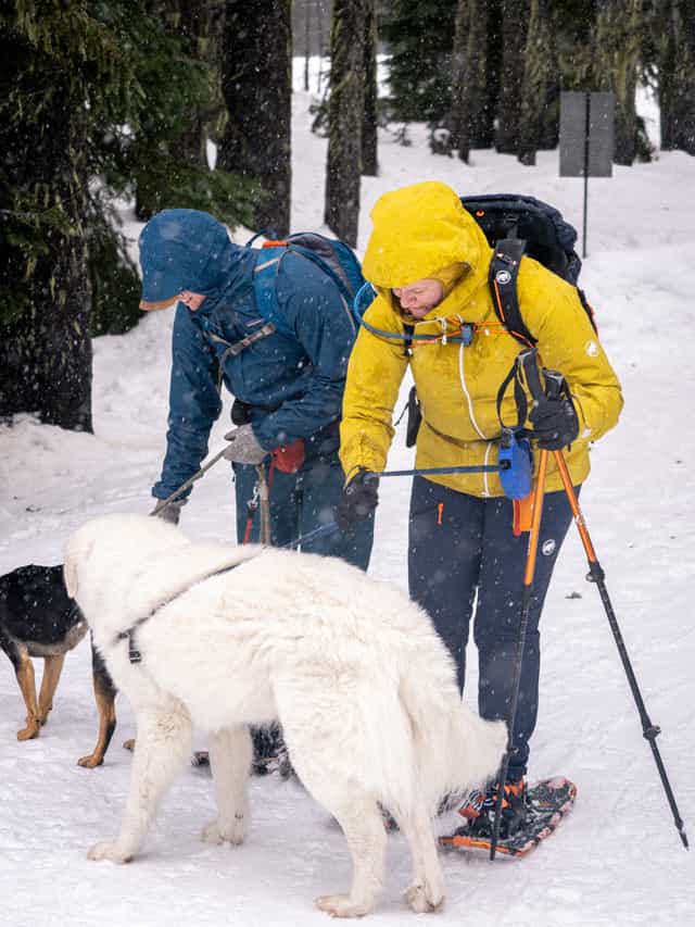 Two people attach leashes and harnesses to two dogs, one large and white, one smaller and black/brown