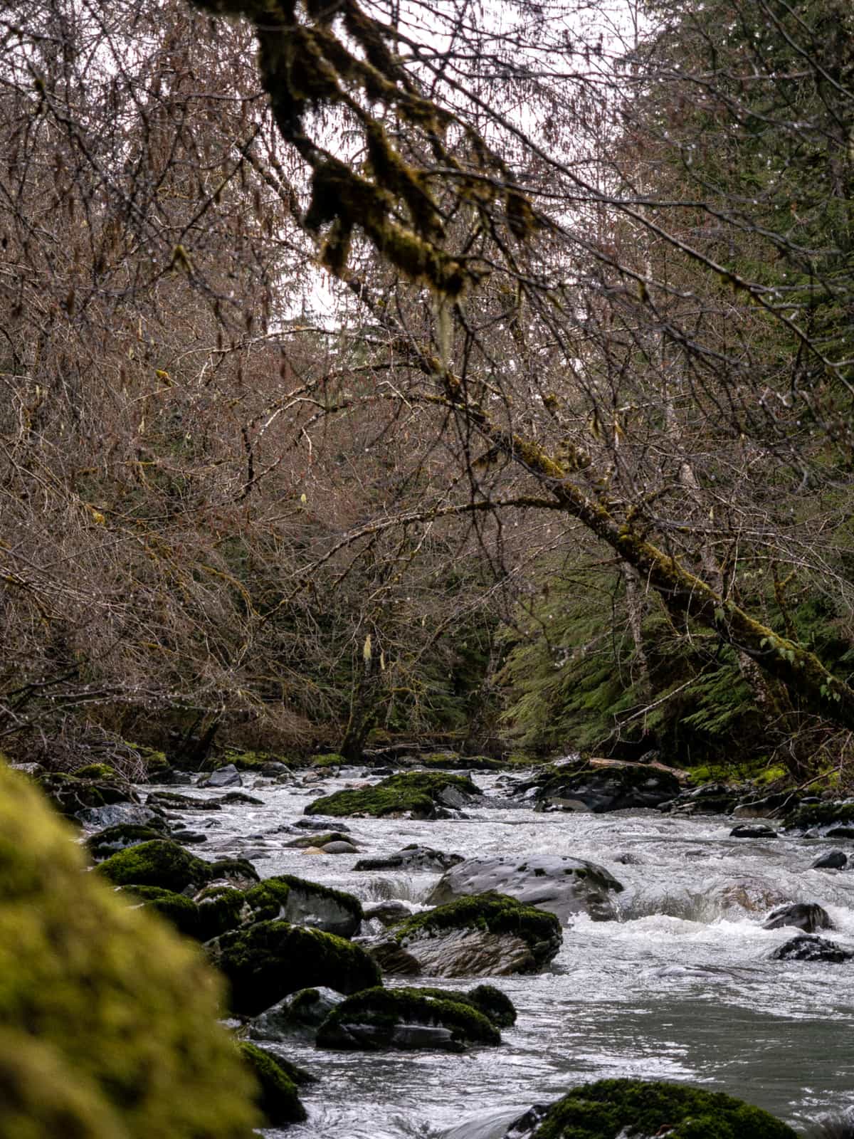 A river flows through a forest in winter with many barren, branches and pine trees in the distance