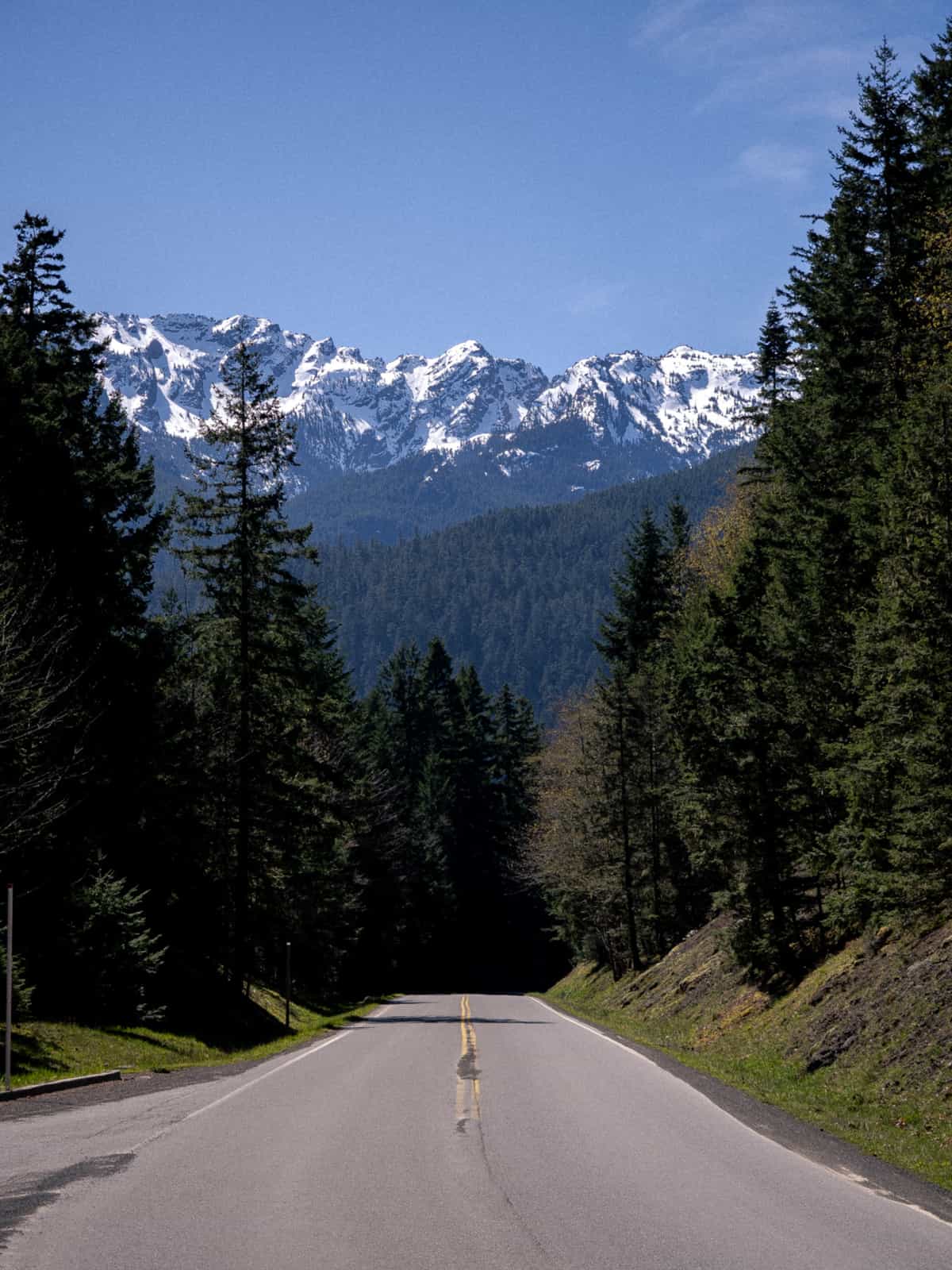 A road with a yellow Extends into pine trees with snowy capped mountain ridges in the distance