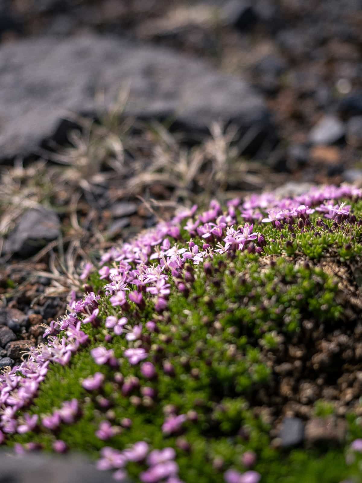 Pink flowers spring flow green ground cover