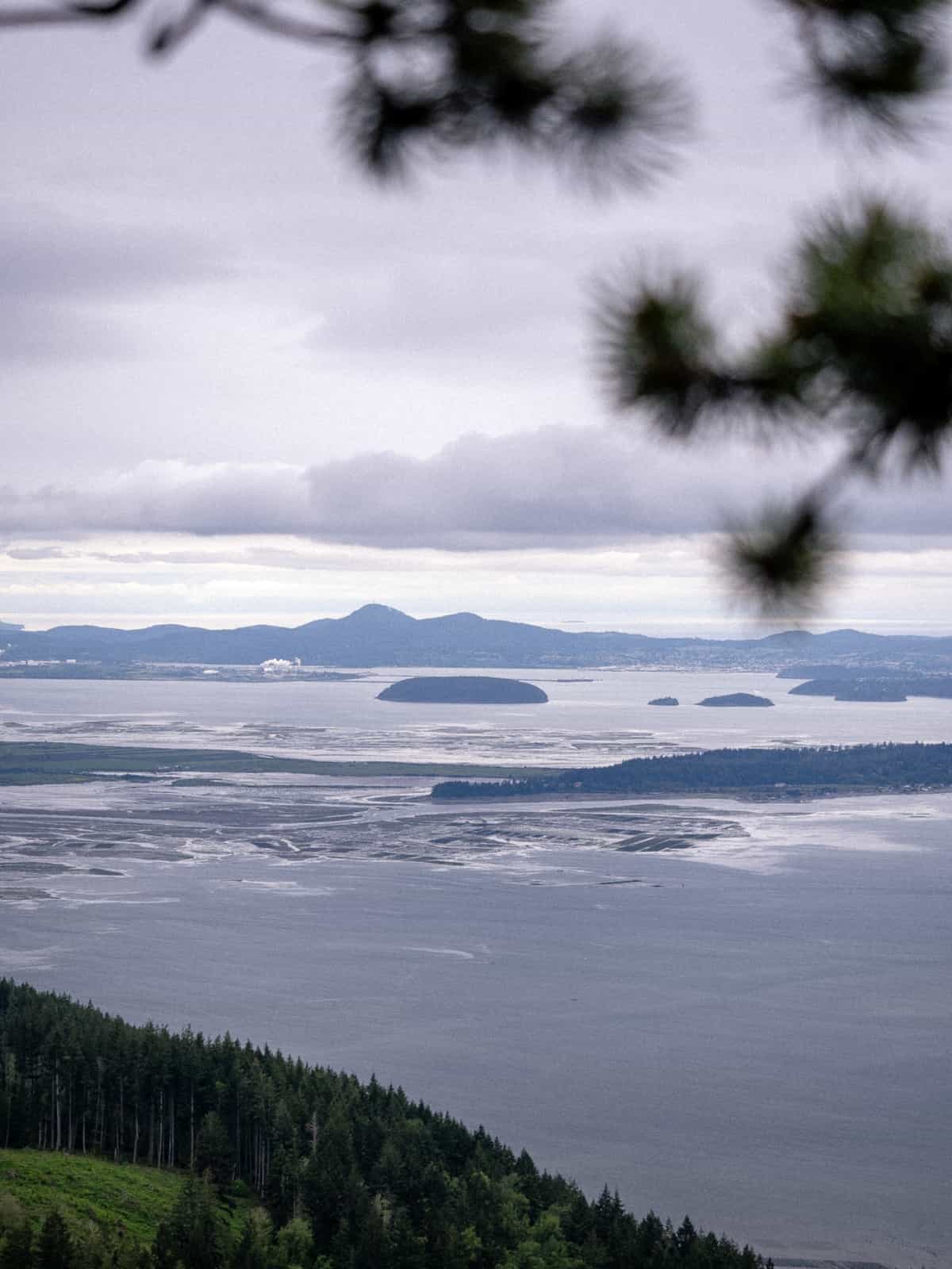 Blurry Pineneedles slightly obscure of islands, extending out in the Pacific Northwest