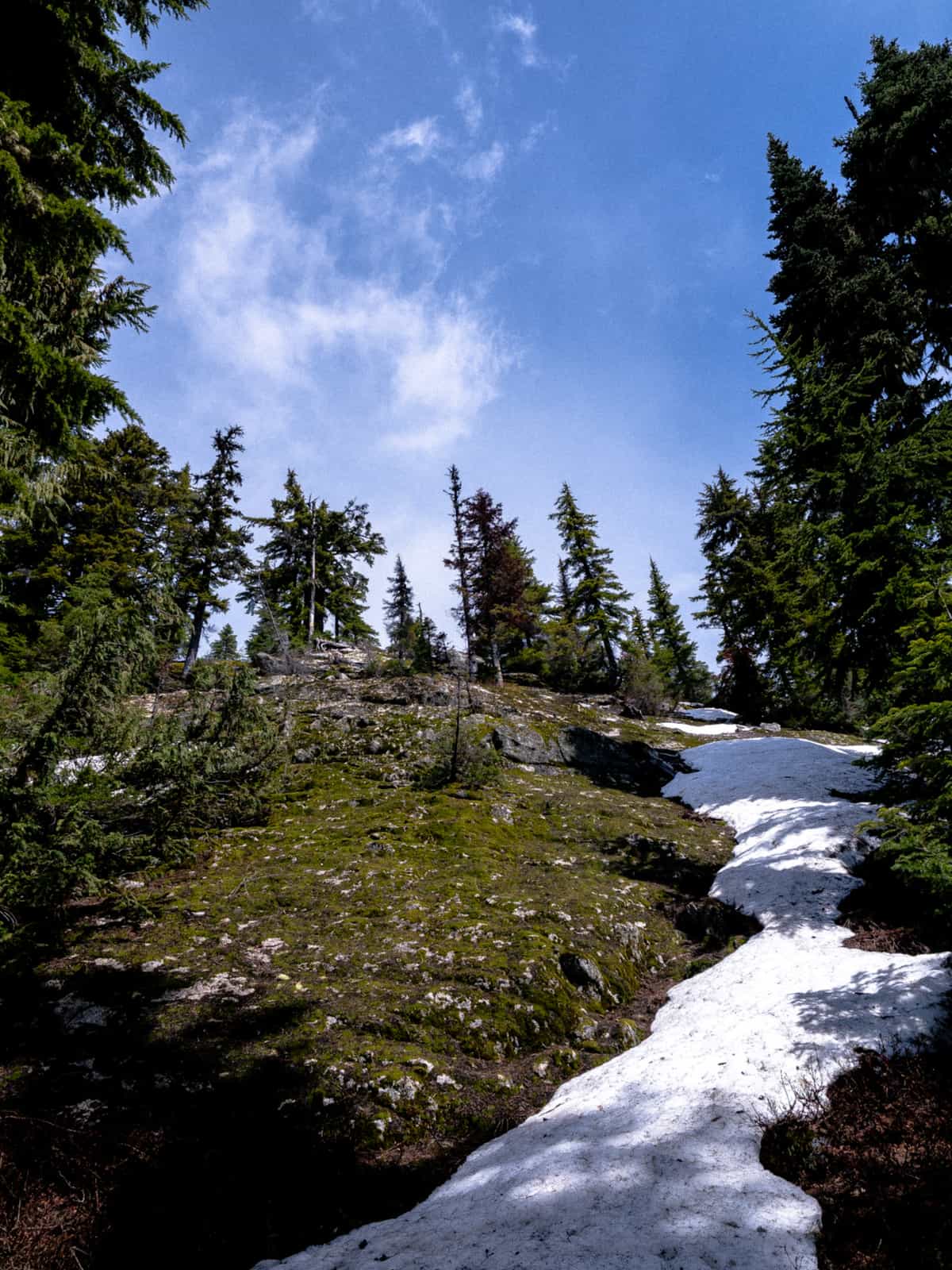 A wide angle view up at the side of the mossy Rocky Mountain side, parsley populated with pine trees