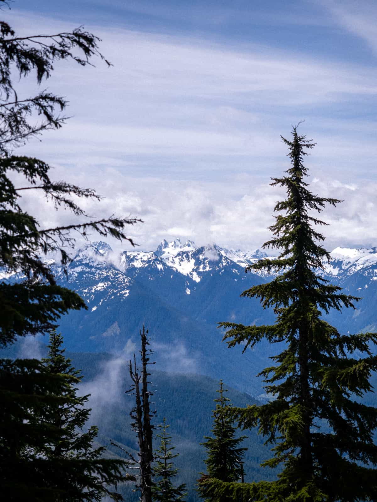 Snow covered mountain caps extended into the distance with pine trees in the foreground