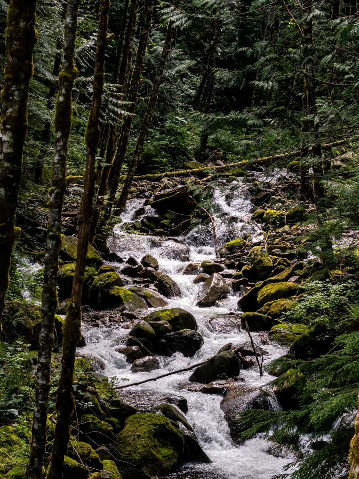 Water cascades down a river, inner spurs with moss covered rocks in a green fern forest