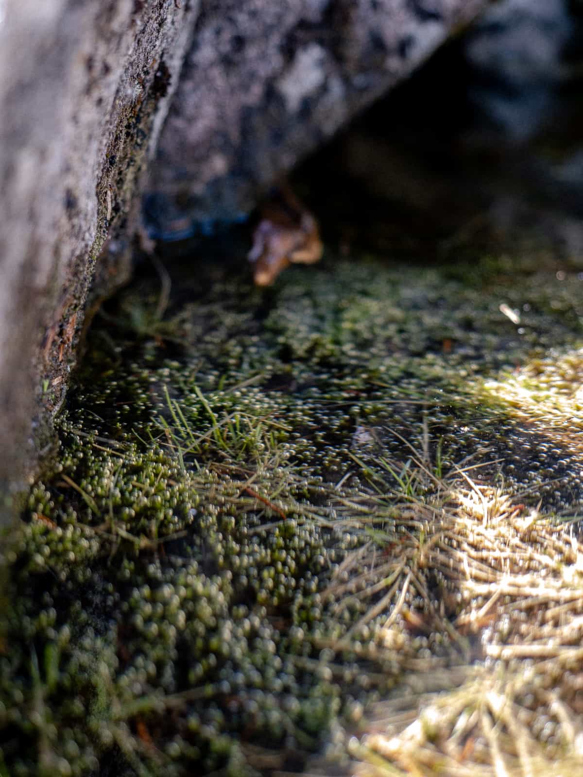 Water covers moss is releasing bubbles of air with a granite rock on the left side