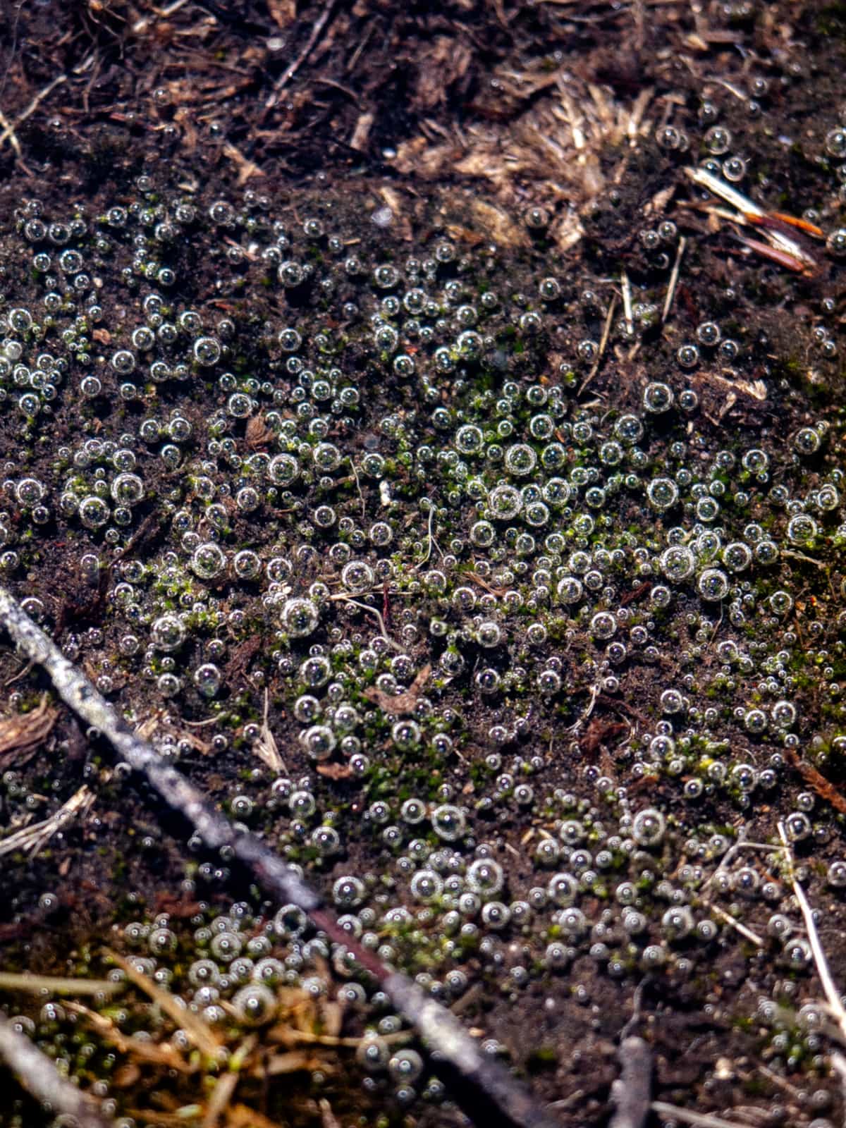 Water covers moss that is releasing bubbles of air