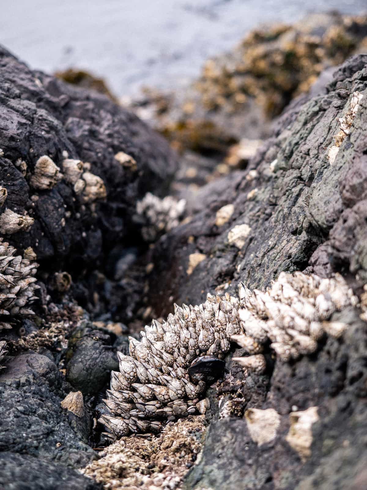 Water crustaceans, clean onto rocks with water visible in the distance